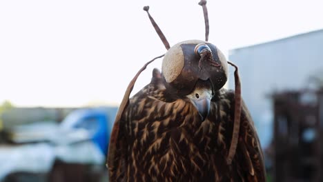 Handheld-shot-of-a-hooded-bird-of-prey-opening-mouth-making-noise,-falconry