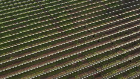 Solar-thermal-collectors