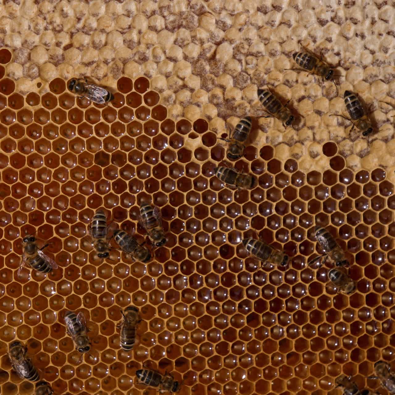 Beautiful domestic bees making organic honey. Macro shot of beehive natural product