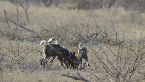 african wild dog or painted dog pack, juveniles playing with an impala head