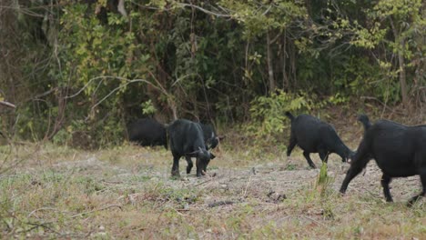 cabras en la granja