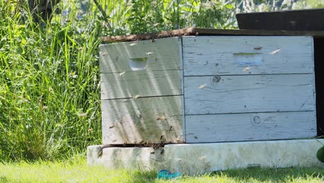 The-bees-returning-from-collecting-honey-fly-back-to-the-hive