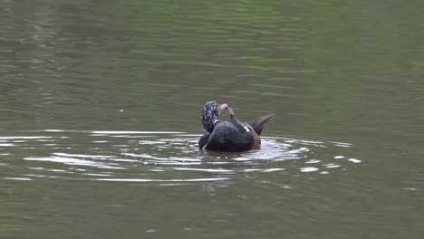 White-winged-Duck,-Asarcornis-scutulata,-Thailand