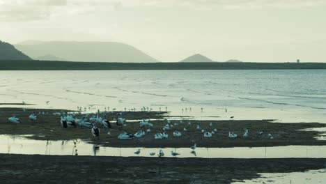 Pelikane-Auf-Der-Strandpromenade-Von-Cairns,-Statisch