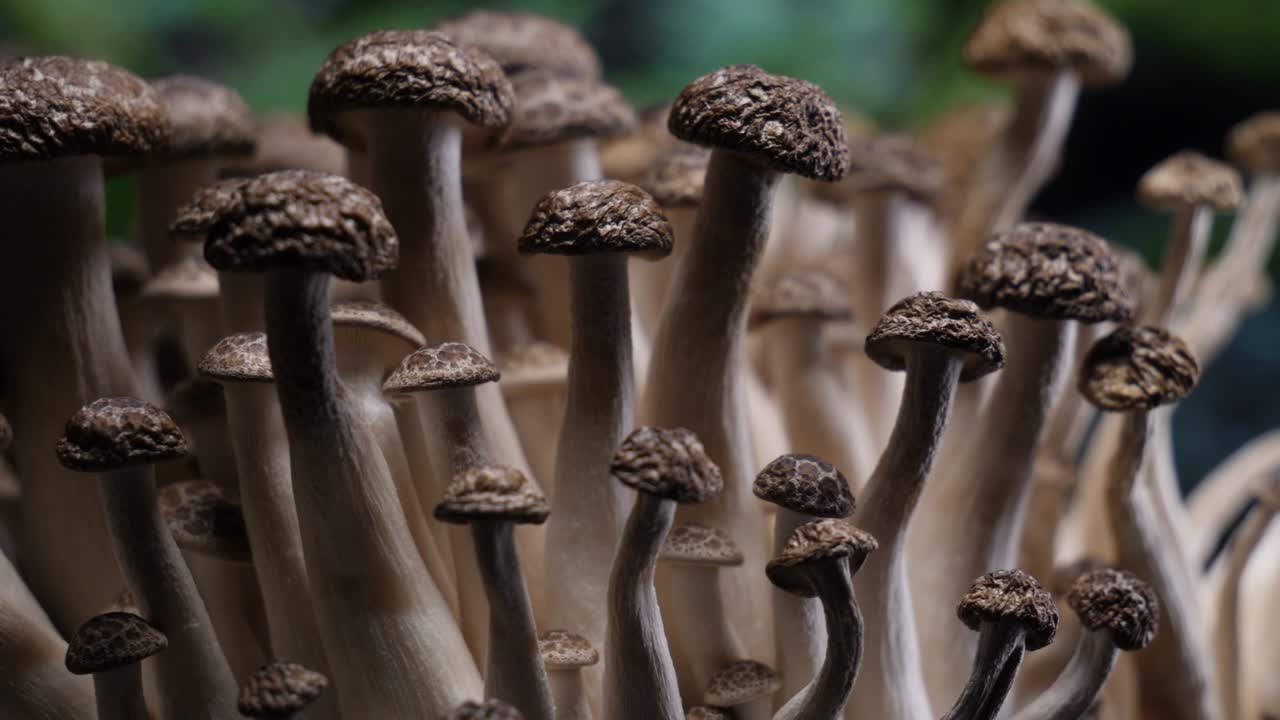 el hongo shimeji marrón, de cerca