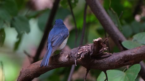 seen from its back as the camera zooms out and slides to the left, indochinese blue flycatcher cyornis sumatrensis male, thailand