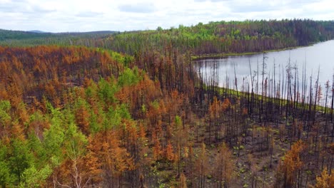 Luftaufnahme-Einer-Verkohlten-Waldlandschaft-In-Der-Nähe-Von-Lebel-sur-Quévillon