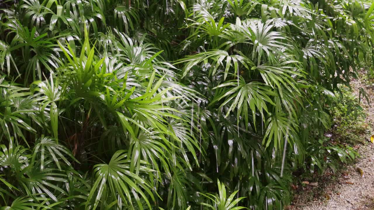 lluvia cayendo sobre palmeras en la jungla de langkawi, malasia