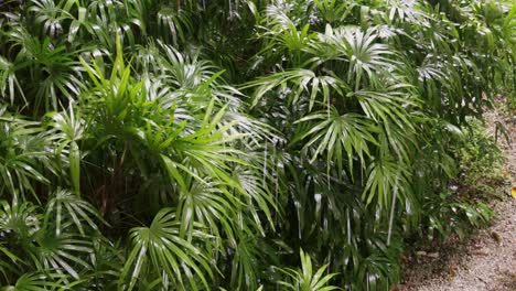 Rain-falling-on-palm-trees-in-the-jungle-of-Langkawi,-Malaysia