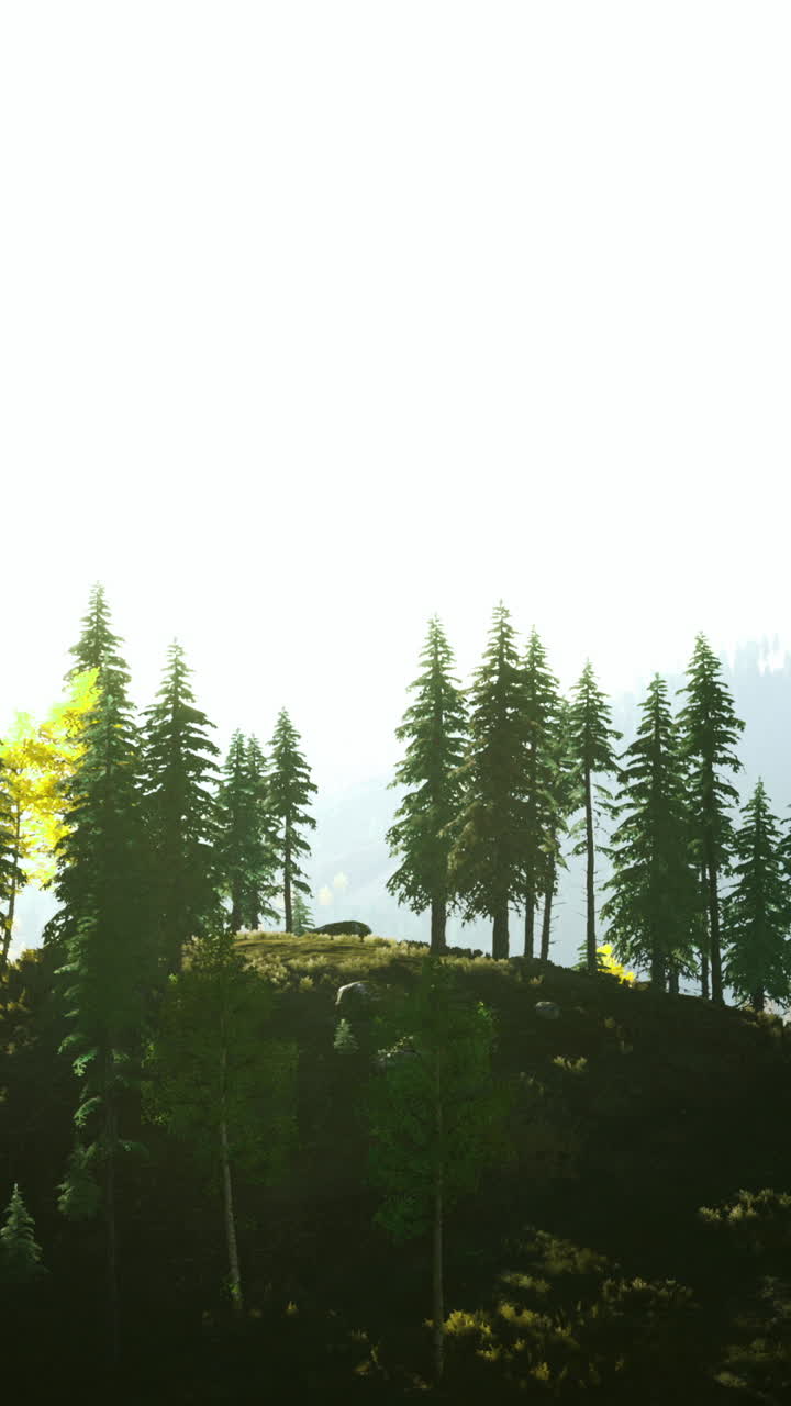 Majestic pine trees bathed in golden light at dawn on a serene hillside