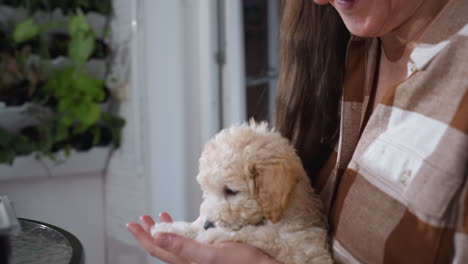 dog tamer gently holding attentive maltese puppy while raising hand in mid-conversation, as playful pup responds with light bite and focused gaze, capturing bonding moment in indoor cozy environment