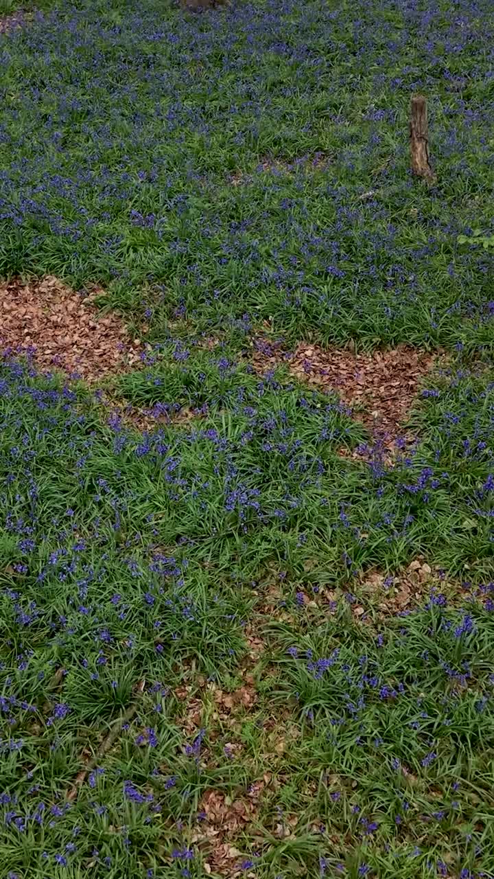 Una lenta ascesa aerea rivela un tappeto di campanule (Hyacinthoides non-scripta) che copre il sottobosco a Wanstead, East London, tra tronchi di betulla argentata e foglie cadute. Formato verticale