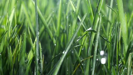 hierba verde de primer plano gotas de lluvia cayendo lentamente sobre la hierba. disparado en cámara súper lenta