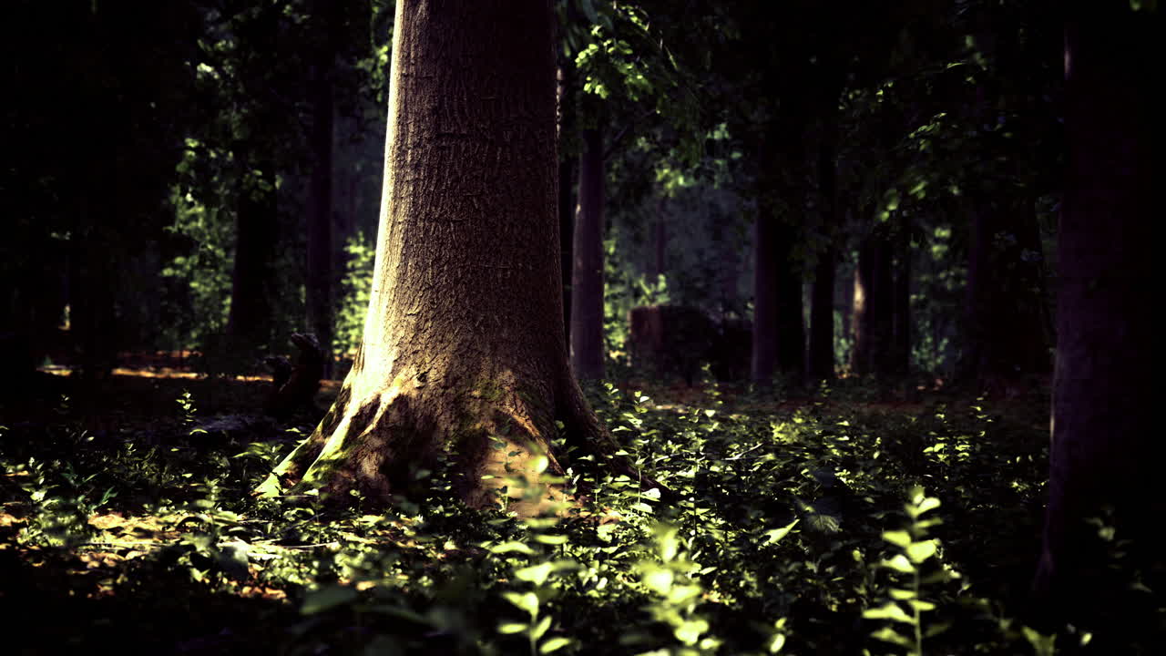 Majestic tree in serene forest at golden hour showcases natures beauty
