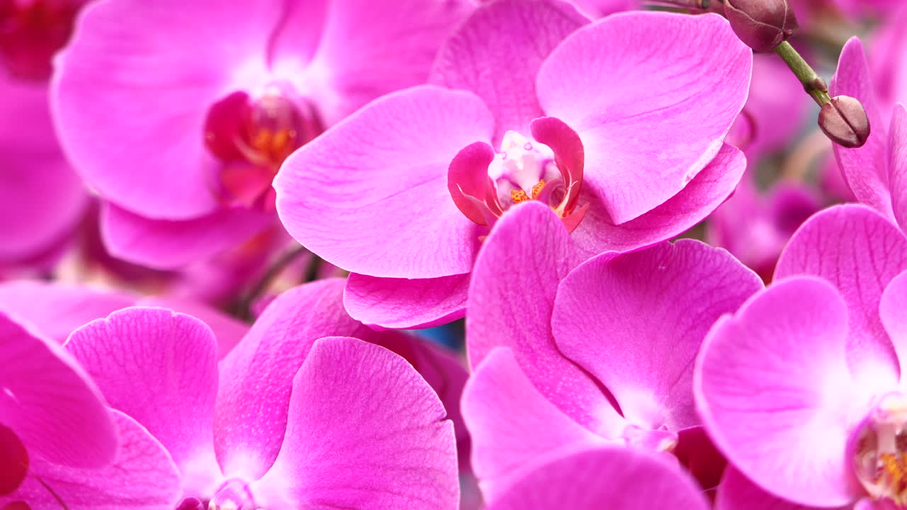 primer plano de las orquídeas rosas