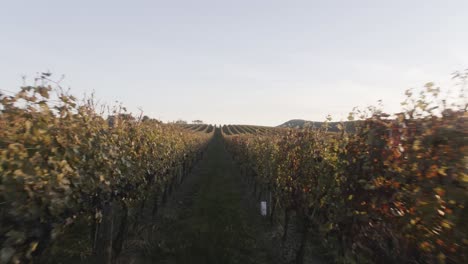 hileras de vides que conducen al horizonte