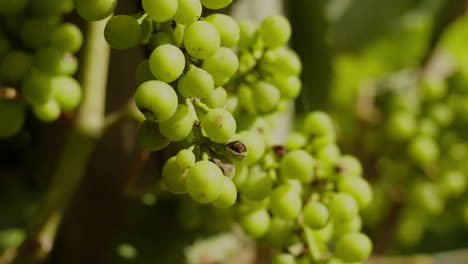 luscious young grapes of the sauvignon blanc variety, bathing in sunlight during a hot day in marlborough new zealand