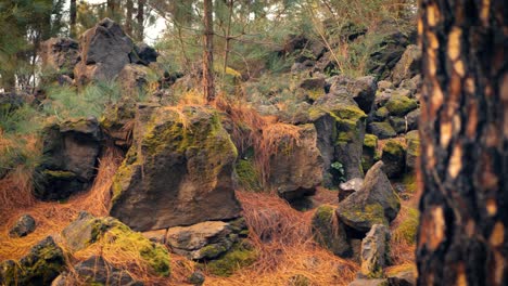 Rocky volcanic landscape high in forest on Tenerife in Canary Islands