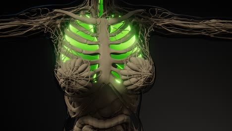 examen radiológico de los pulmones humanos
