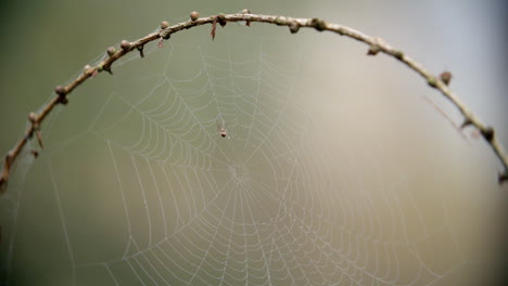 spider making dew covered web in autumn woodland