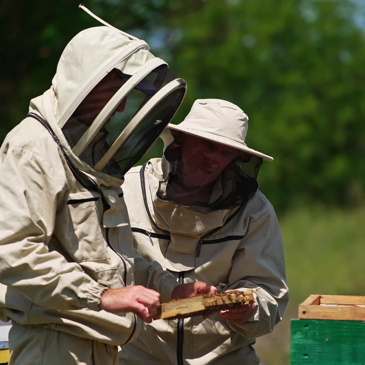 Bee farmers look at frame coated with bees. Wooden hives around men and lots of bees flying. Nature backdrop in blur