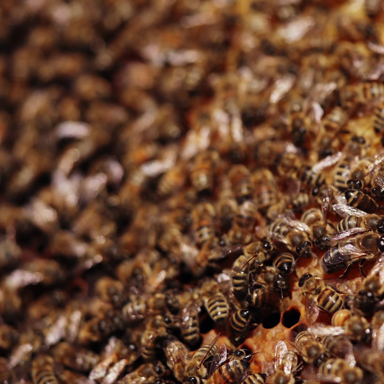 Bees amassed and swarming together on a frame. Honey insects crawling on a honeycomb. Busy bees working on a honeycomb. Macro shot