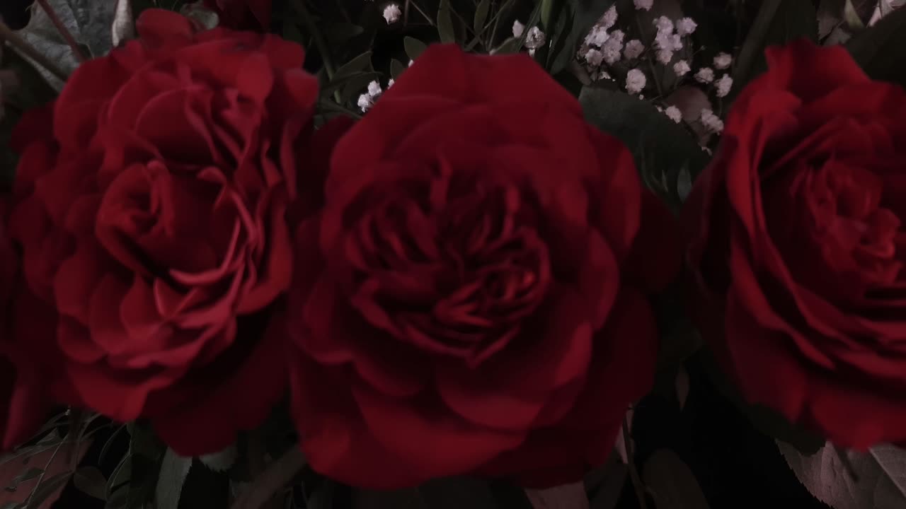 장미, 사랑하는 사람을 위한 꽃