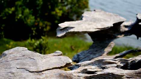 old wood structure details,wooden texture macro