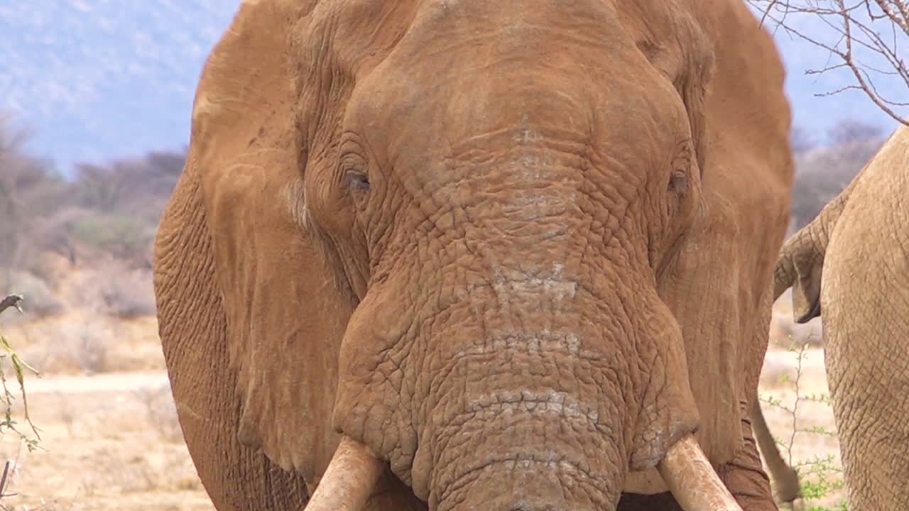 자신을 부채질하기 위해 큰 귀를 사용하여 큰 아프리카 코끼리의 닫습니다