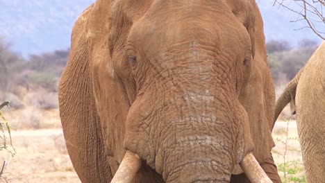 close up of a large african elephant using large ears to fan himself