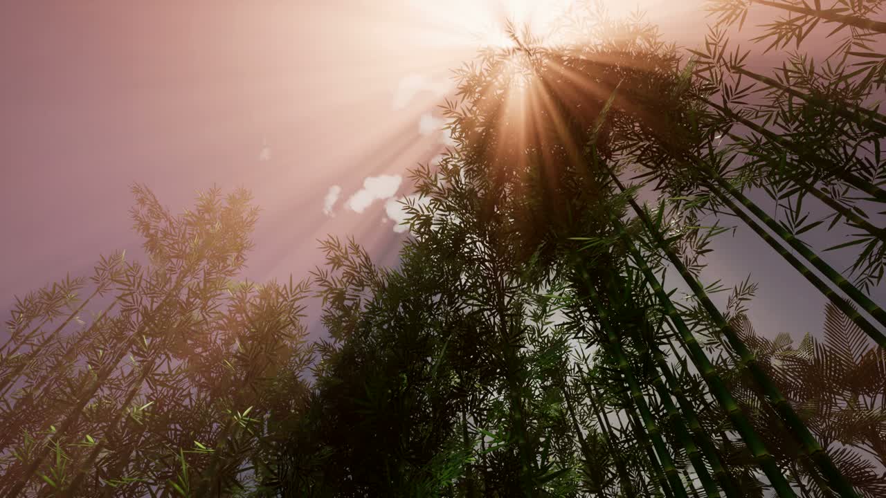 대나무 숲 정원