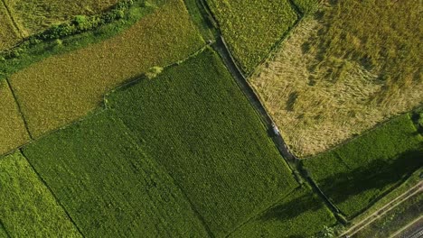 Reisfeld-Bauernhof,-Grüne,-Gelbe-Farbe-Und-Luftaufnahme,-Erdmuster-Des-Anbaus-Und-Der-Ernte-Im-Frühling,-Sommer,-Iran,-Ländliches-Leben,-Lebensmittel,-Landwirtschaft,-Gesundes-Leben,-Naturlandschaft