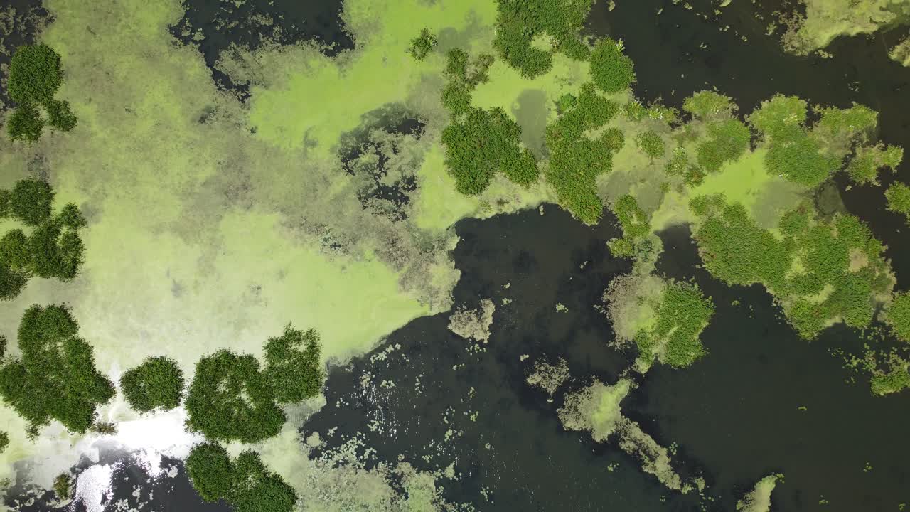 Environmental conservation area showing fragile wetland ecosystem