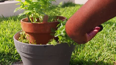 pruning fresh mint out of the pot