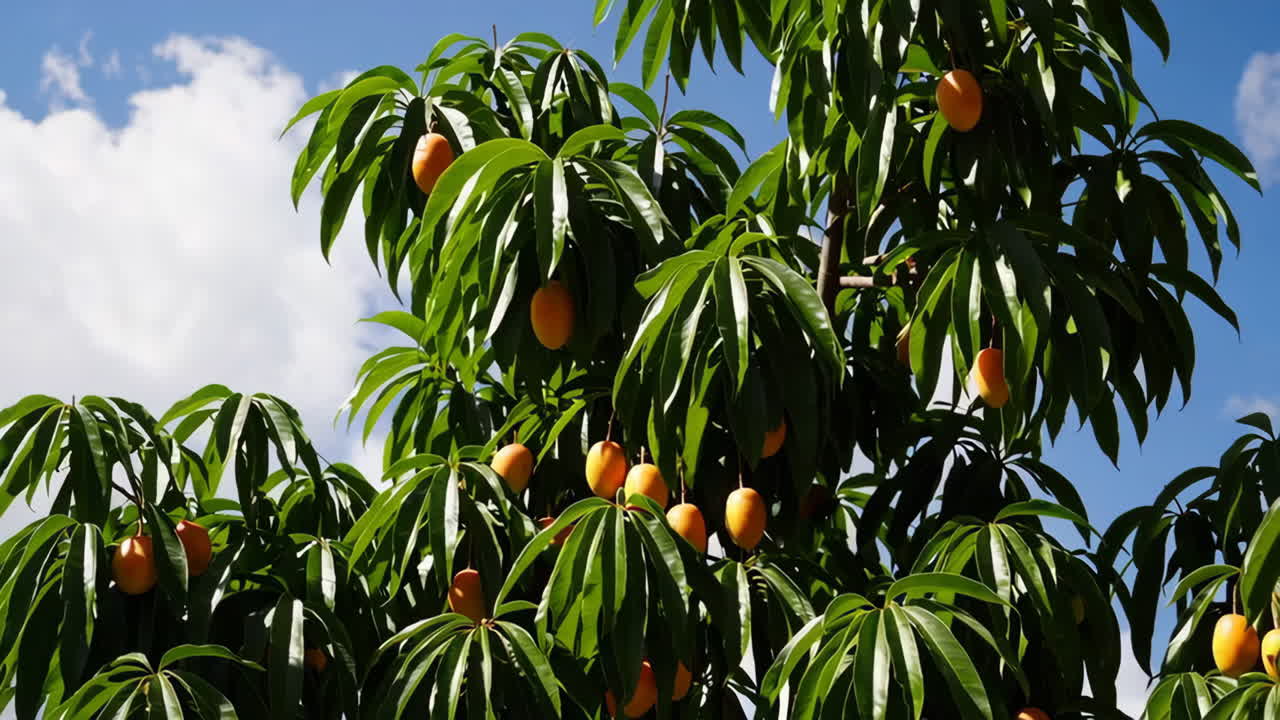 A vibrant mango tree laden with ripe orange fruits against a blue sky