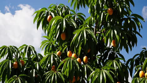 a vibrant mango tree laden with ripe orange fruits against a blue sky