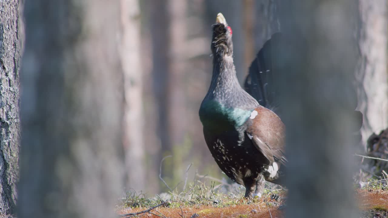 남성 서부 캐퍼케일리 (western capercaillie) 는 렉 (lek) 지역에서 렉킹 (lekking) 계절에 소나무 숲에서 아침 빛에 가까이 서식합니다.