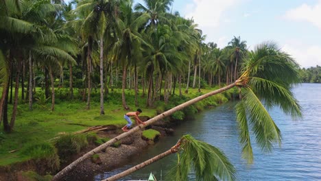 young man climb on slanted coconut tree over calm river in southern leyte, visayas region, philippines