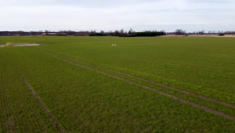 beautiful aerial low altitude flyover over the fresh green cereal field with white swan (cygnus olor) couple in overcast spring day, low wide angle drone shot moving forward