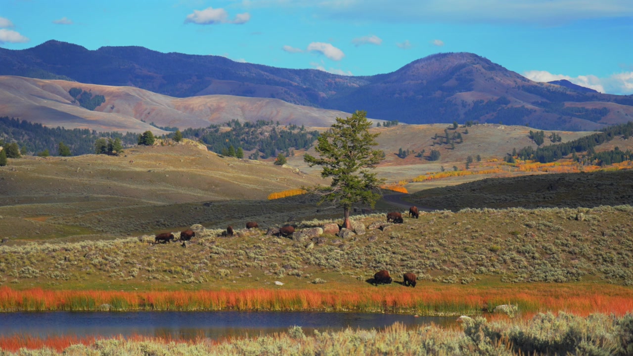 Amerikas Serengeti: Villbøffel, amerikansk bison i Yellowstone nasjonalpark, Wyoming. Dyreliv, beitede flokker om høsten ved Lamar-elven. Åpne utsikter, præriedaler, sideelver, naturskjønt landskap.