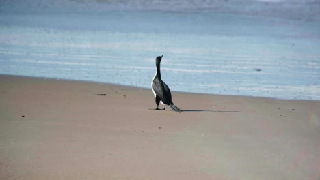 capture the serene beauty of a karuhiruhi as it gracefully explores its surroundings, looking around the tranquil shoreline, a mesmerizing glimpse into the bird's world by the water's edge