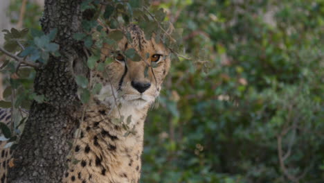 los guepardos adultos acinonyx jubatus detrás de un árbol mirando en la distancia.