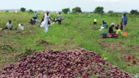 montón de cebollas recién cosechadas con agricultores de cebolla en segundo plano.
