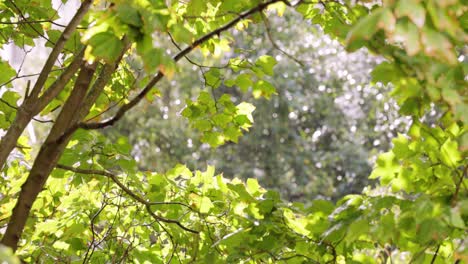 Summer-rain-drips-on-maple-leaves-on-a-sunny-day.