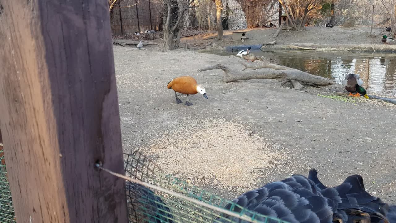 검은 백조 근접 촬영