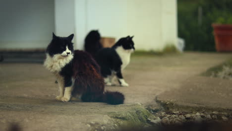 bicolor tuxedo cats resting in an animal shelter while a snowshoe cat passes by