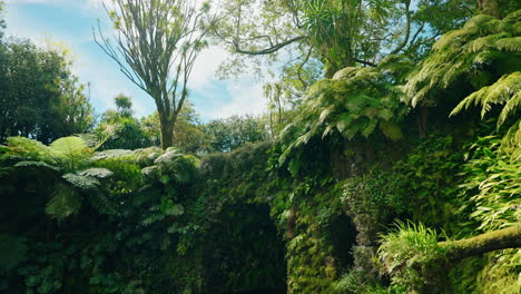 green lush tropical forest and a river crossing through the natural park