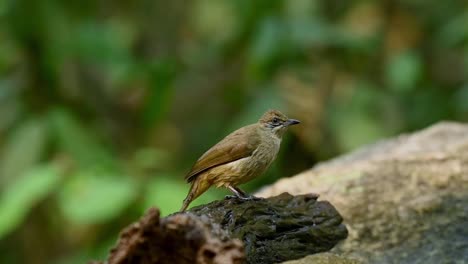 bulbul de orejas rayadas, pycnonotus conradi