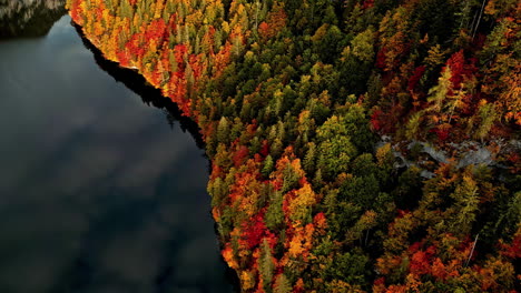 aerial view of thick alpine forest captured in the autumn with red golden leaves and river flowing on the left side of the forest