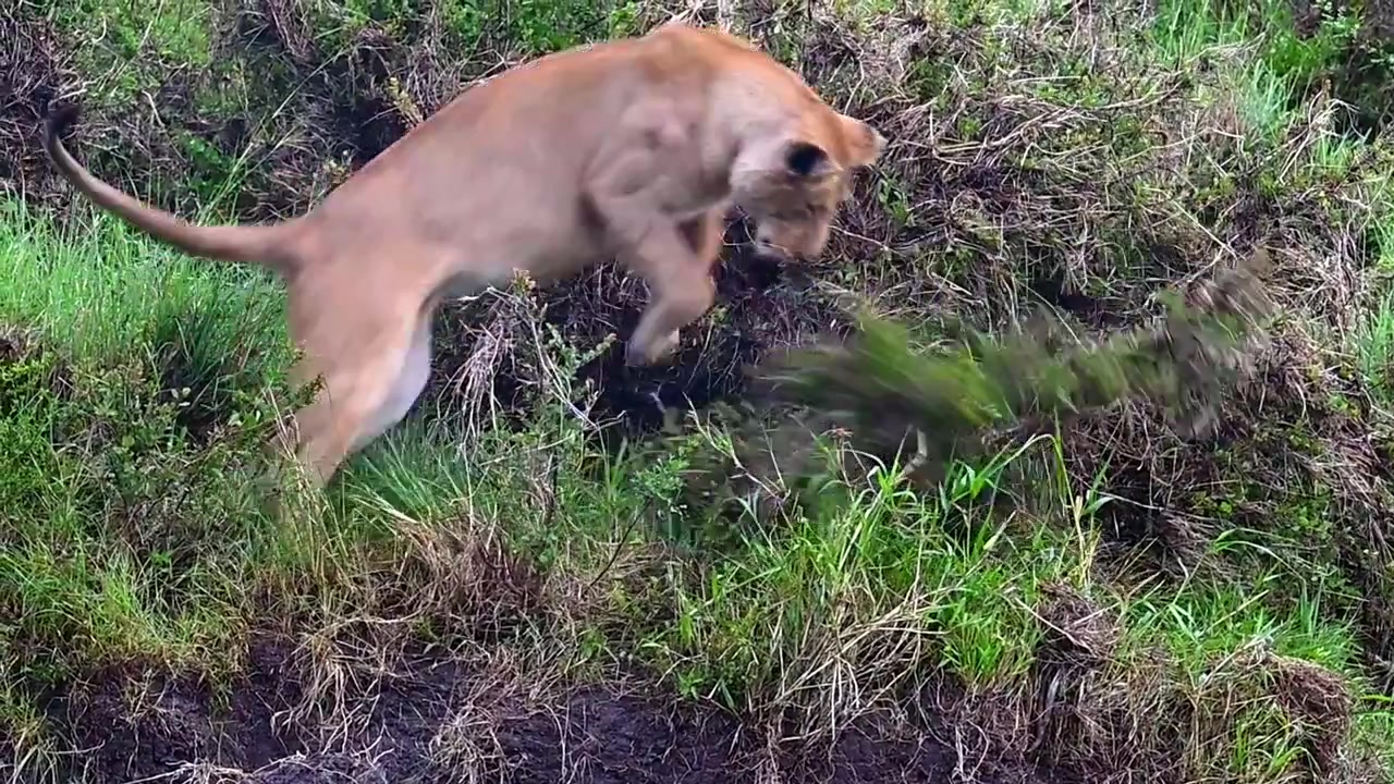 Giovane cucciolo di leone che gioca con rami e arbusti vicino a un alveo nel Maasai Mara.